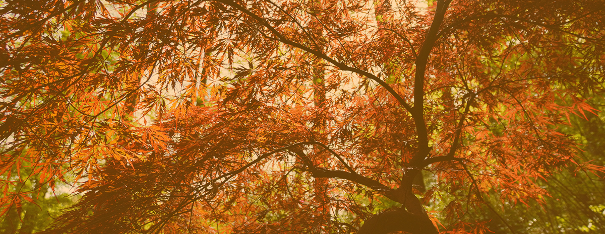 Beyond the Basics: Advanced Bonsai Refinement